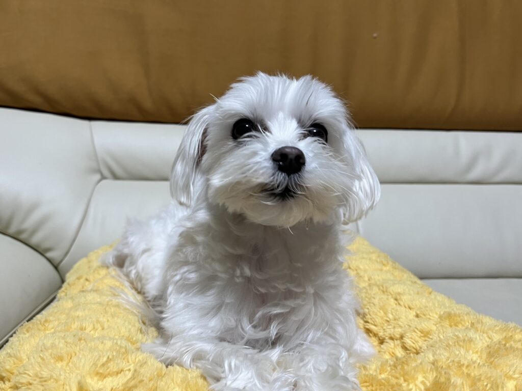 大阪 探偵